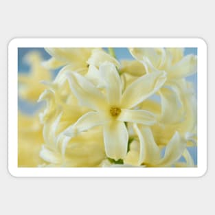 Hyacinthus orientalis  &#39;Gypsy Princess&#39;  Hyacinth Sticker